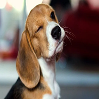 Cómo cuidar a un perro beagle