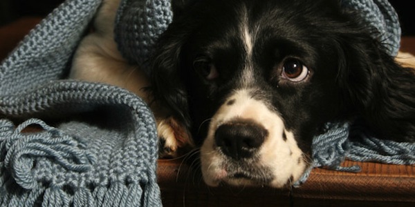 Como proteger a tu Perro del frio