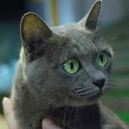 Conoce mas del  Gato Korat