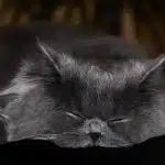 Cuidados De Gatos Adultos