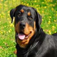 Cuidados del Rottweiler