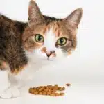 Cuidados Y Nutrición Del Gato