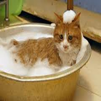 Cómo bañar un gato