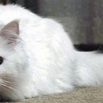 Higiene y cuidado del gato Angora Turco