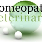 Homeopatia para perros