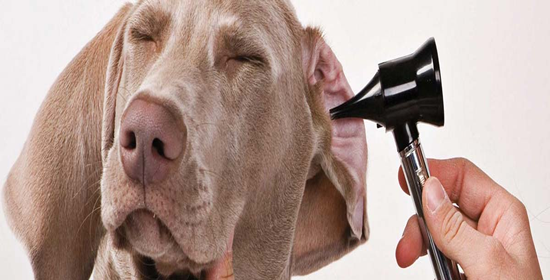 Infecciones del oído en perros