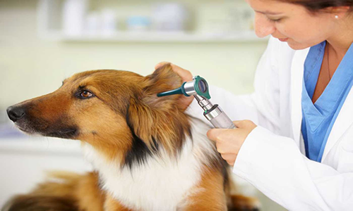 Tratamiento para las Infecciones del oído en perros