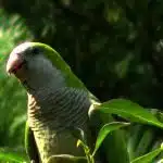 La Cotorra Argentina Como Mascota