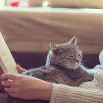 Los Beneficios Que Nos Aportan Los Gatos