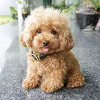 Perros Caniche Toy