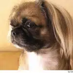 Salud Del Perro De Raza Pekines