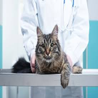 Síntomas de enfermedades en los gatos
