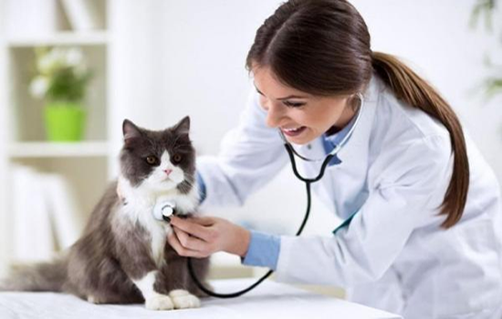 Enfermedades de los gatos y su tratamiento