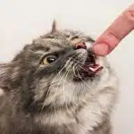 Cómo Controlar La Agresividad Del Gato