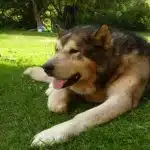 Cómo Reconocer Un Perro Con Artrosis