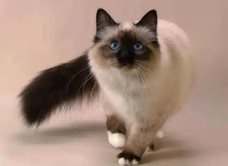 Cuidados De Un Gato Siamés