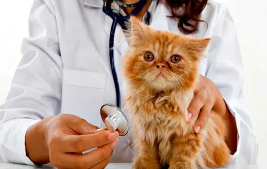 Cuidados De Un Gato Cachorro Para Una Buena Salud