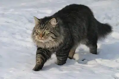 El Gato Alemán De Pelo Largo