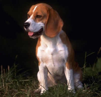 El perro Beagle salud y cuidados