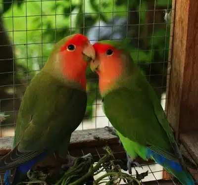 Enfermedades Del Agapornis