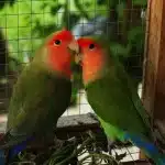 Enfermedades Del Agapornis