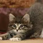 Gatos Agresivos