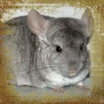 Las Chinchillas y su pelaje