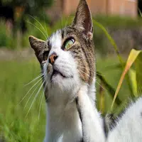 Las garrapatas en gatos