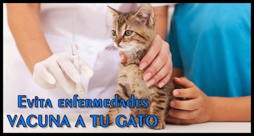 Las primeras vacunas para un Gato