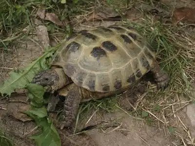 Las Tortugas Y Su Salud 