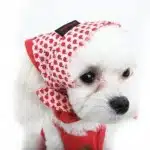 Moda Para Perras Caniches