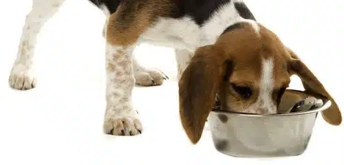 Pautas Para Alimentar Nuestra Mascota