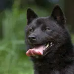 Razas De Perros Japoneses