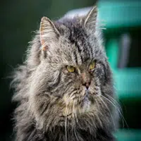 Signos de edad en los gatos