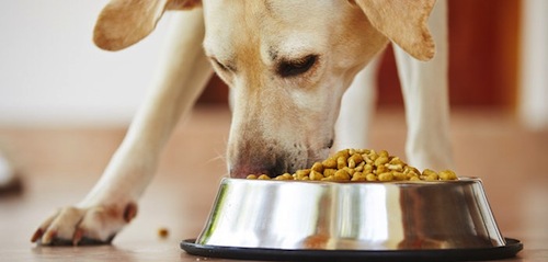 Alimentacion de un Perro con Hepatitis