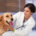 Cuando llevar tu perro al Veterinario