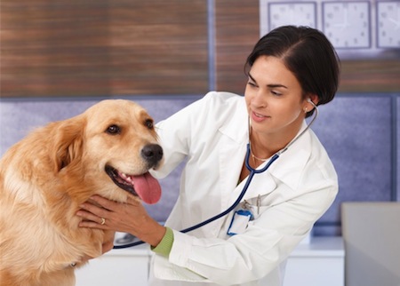 Cuando llevar tu perro al Veterinario