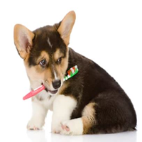 Cuidado dental de perros