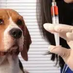 Cuidados De Un Perro Con Diabetes