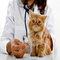 Cuidados y salud del gato doméstico