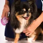 Desenredar El Pelaje De Nuestras Mascotas