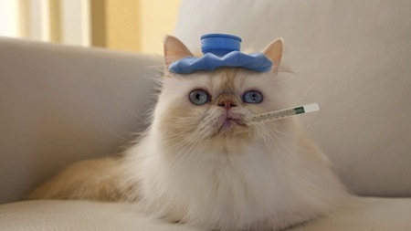 La gripe felina síntomas y tratamiento