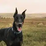 Perros De Guardia Y Protección