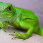Prevenir las Enfermedades en las Iguanas