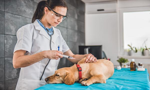 La vacunación del perro adulto