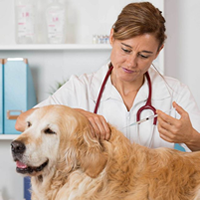 Recomendaciones para vacunar a un perro
