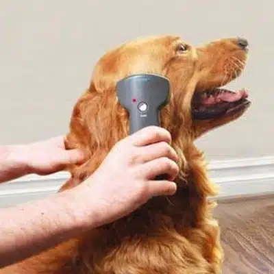 Remedio para la caída del pelo en Perros