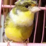 Alimentacion Y Cuidados De Un Canario