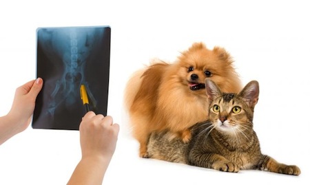 Calculos urinarios en Mascotas