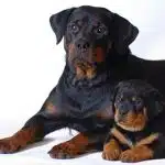 Carácter Del Rottweiler